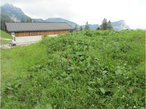 Der ehemalige Standort der Alm, erkennbar auch durch die Bodenvegetation.