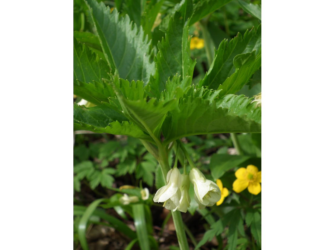 Zahnwurz, Quirlblättrige