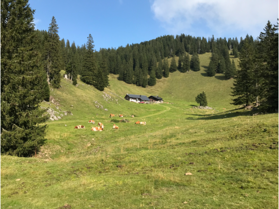 Die beiden Kaser der Abergalm 2020