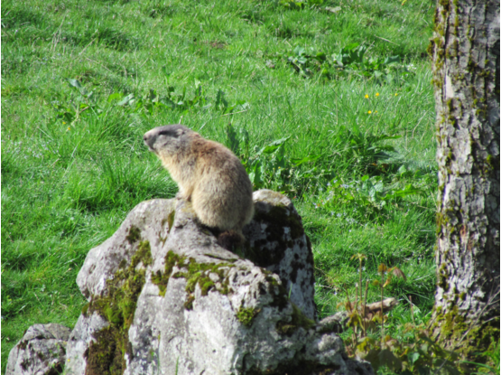 Eine stabile Murmeltierkolonie hat sich seit mehreren Jahrzehnten im Abergalmkessel etabliert